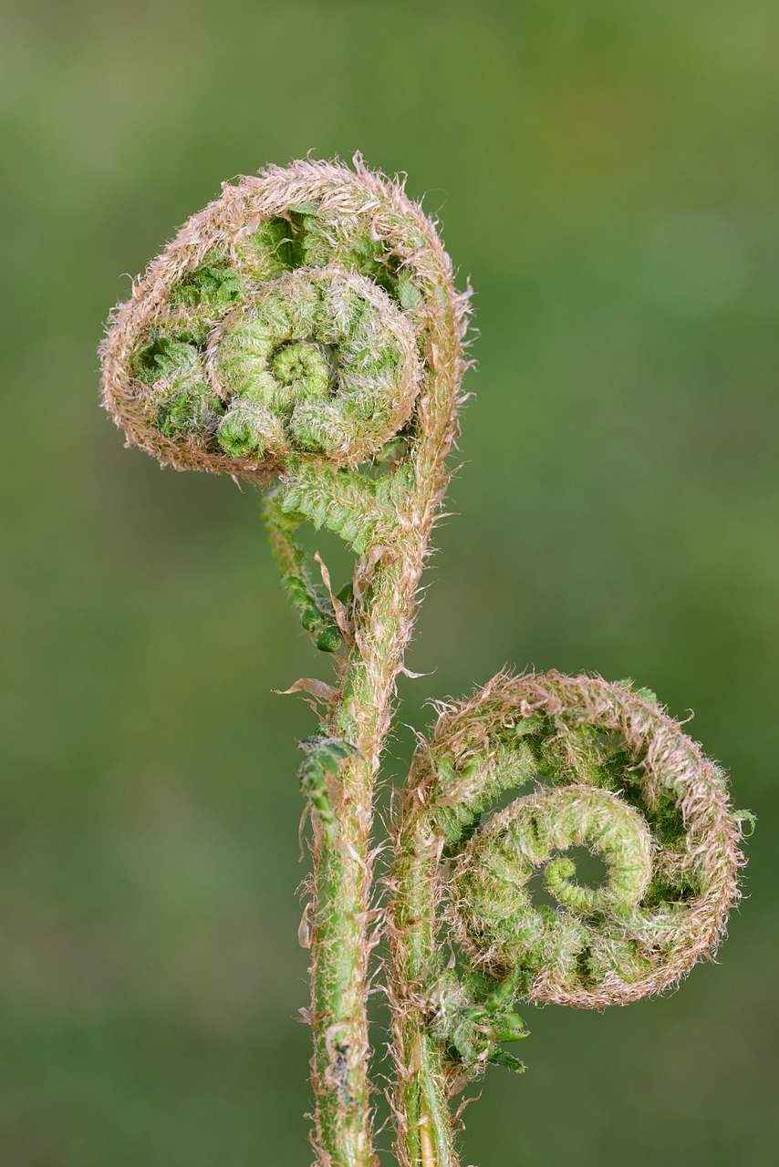 fern, fiddlehead, plant-6258134.jpg